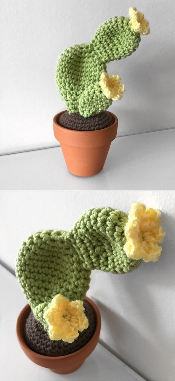 Mini Prickly Pear Cactus
