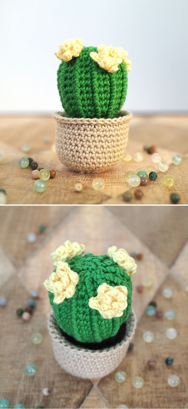 Barrel cactus