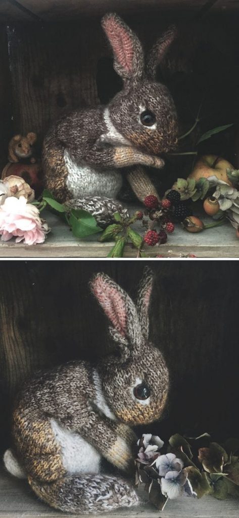 brown dark wild rabbit