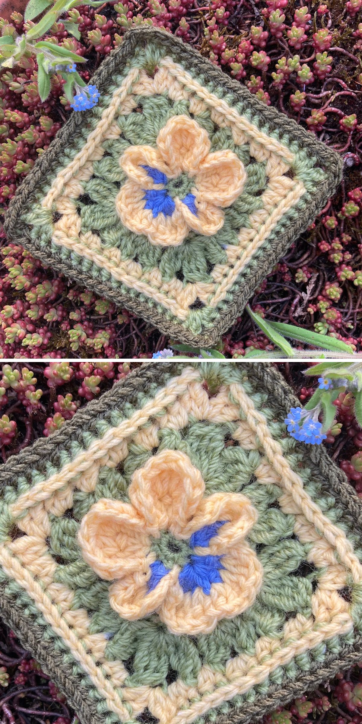 A Crochet Flower Square featuring a yellow and blue flower design rests on a bed of small green and red plants outdoors.